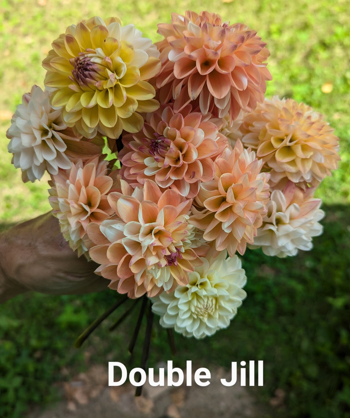 Double Jill dahlia tuber