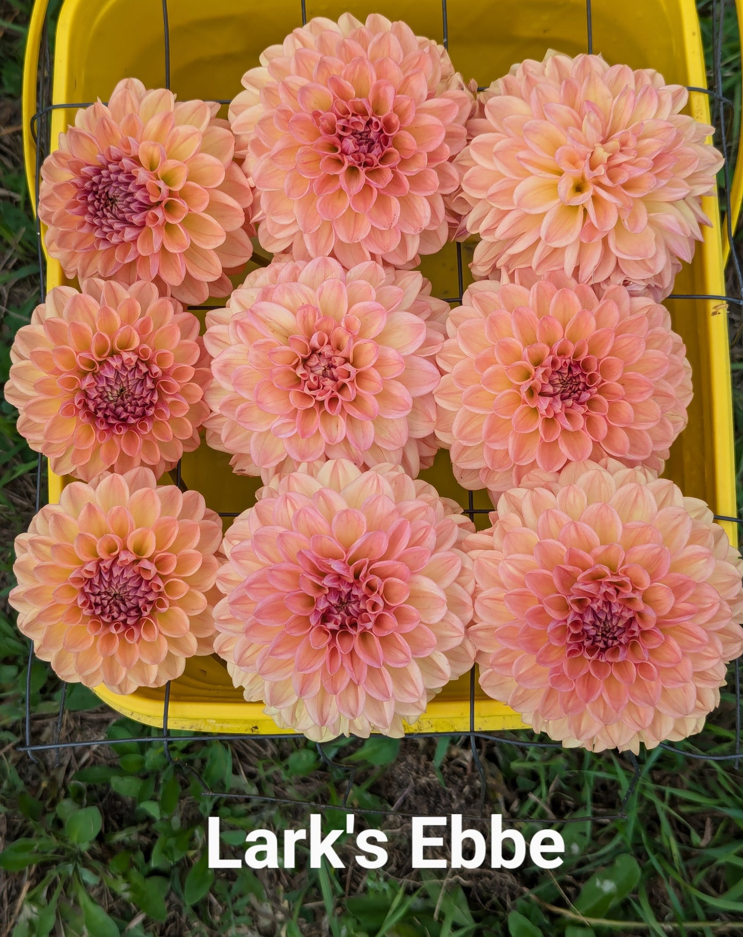 Lark's Ebbe dahlia tuber