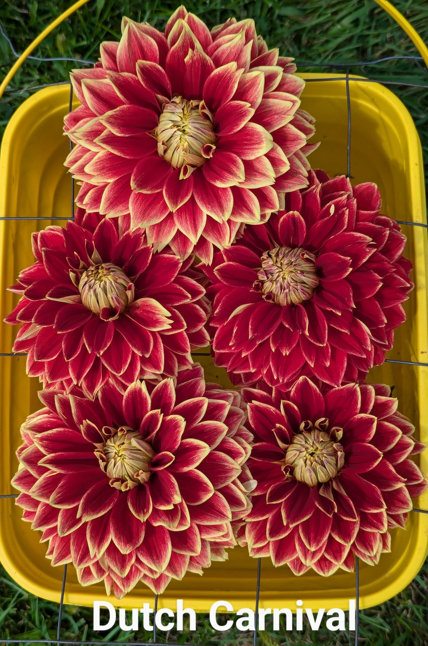 Dutch Carnival dahlia tuber