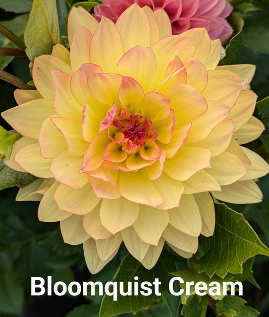 Bloomquist Cream dahlia tuber