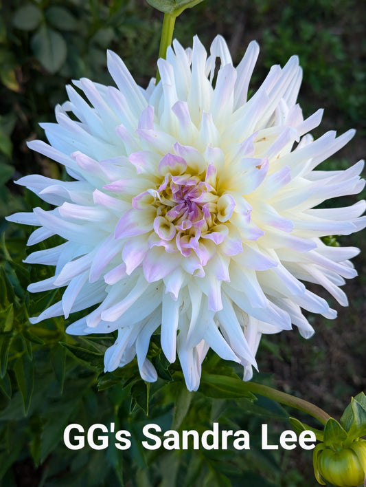 GG's Sandra Lee dahlia tuber