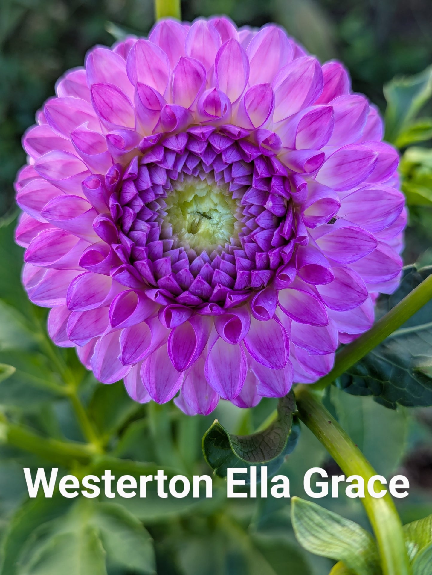 Westerton Ella Grace dahlia tuber