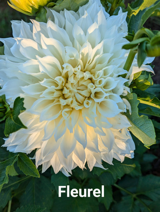 Fleurel dahlia tuber