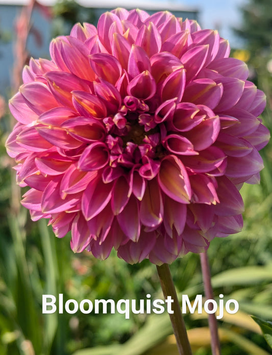 Bloomquist Mojo dahlia tuber