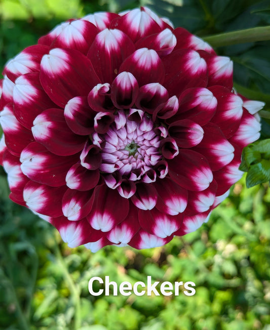 Checkers dahlia tuber