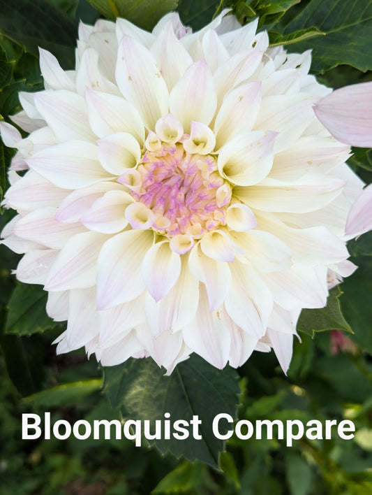 Bloomquist Compare dahlia tuber