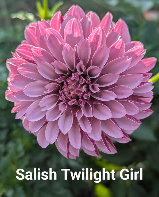 Salish Twilight Girl dahlia tuber