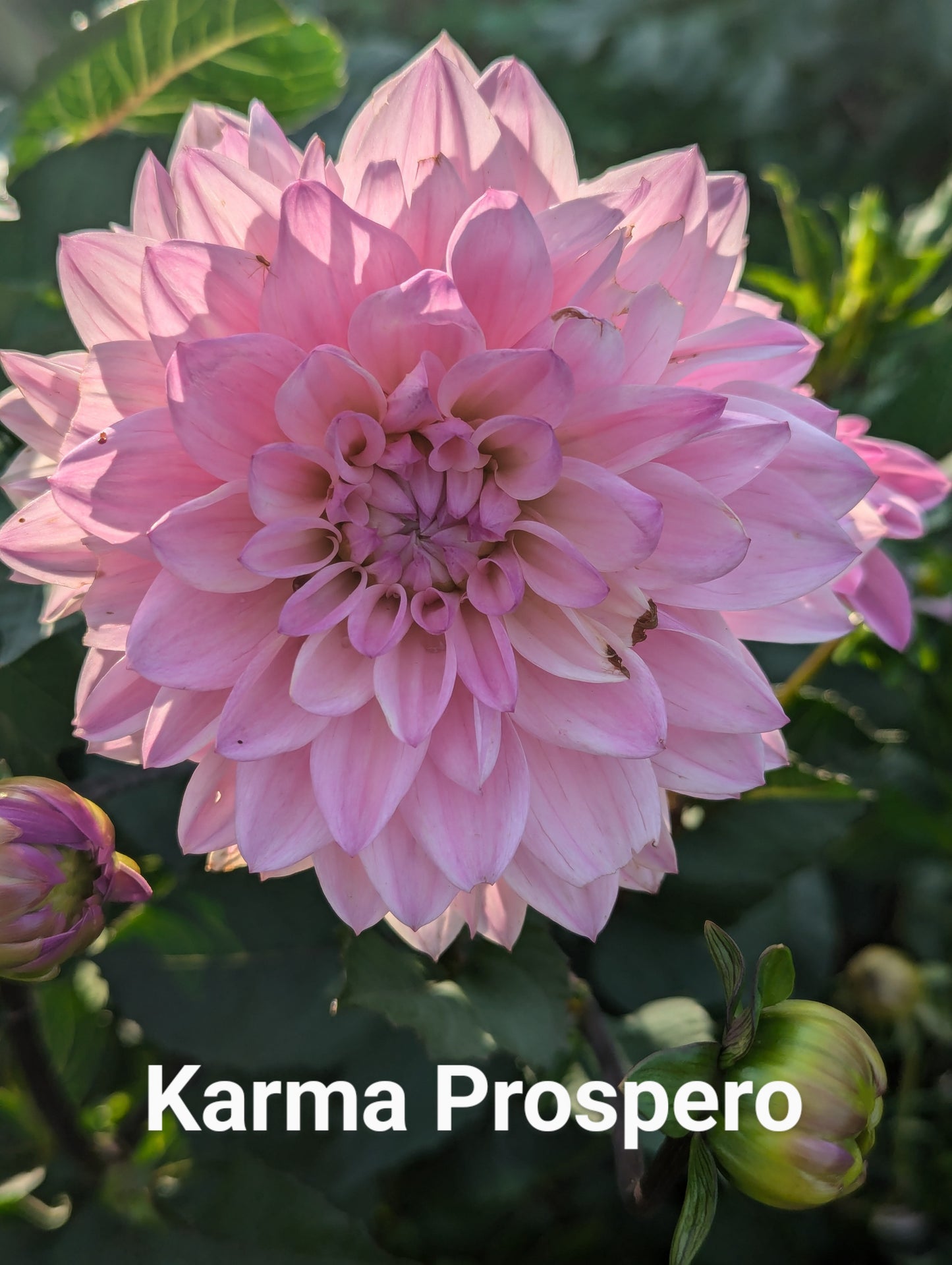 Karma Prospero dahlia tuber