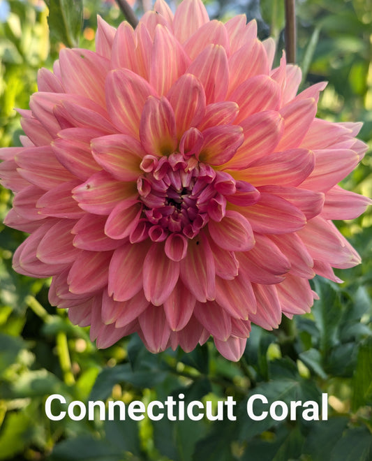 Connecticut Coral dahlia tuber