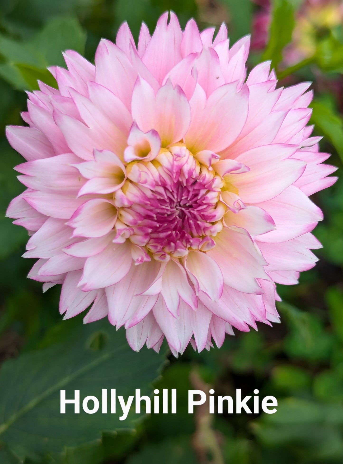 Hollyhill Pinkie dahlia tuber