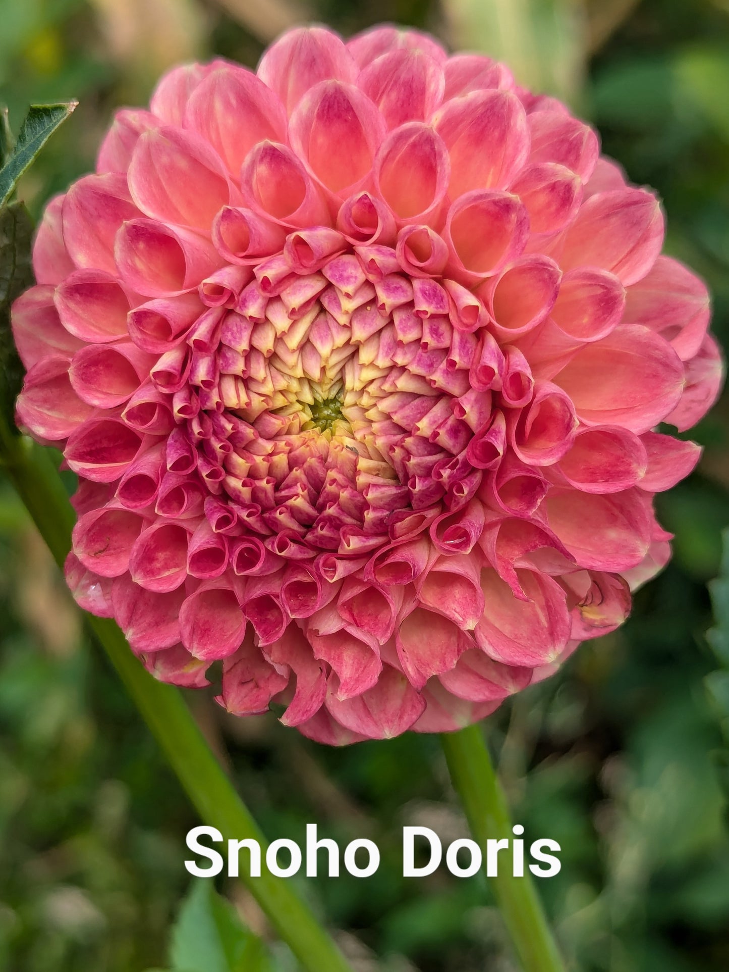 Snoho Doris dahlia tuber