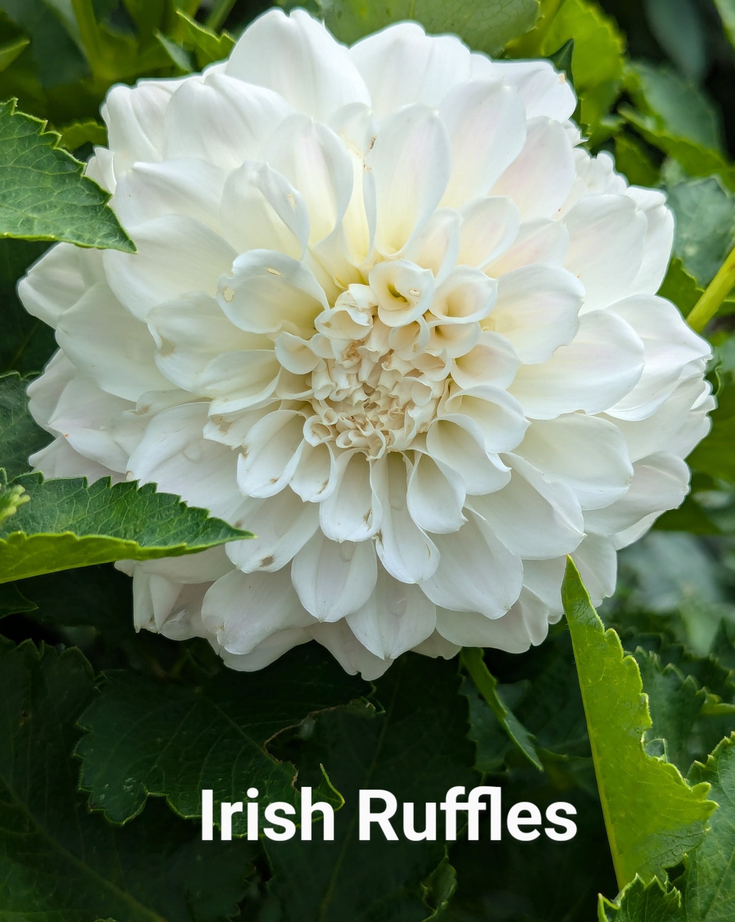 Irish Ruffles dahlia tuber