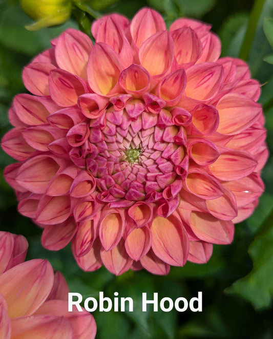 Robin Hood dahlia tuber