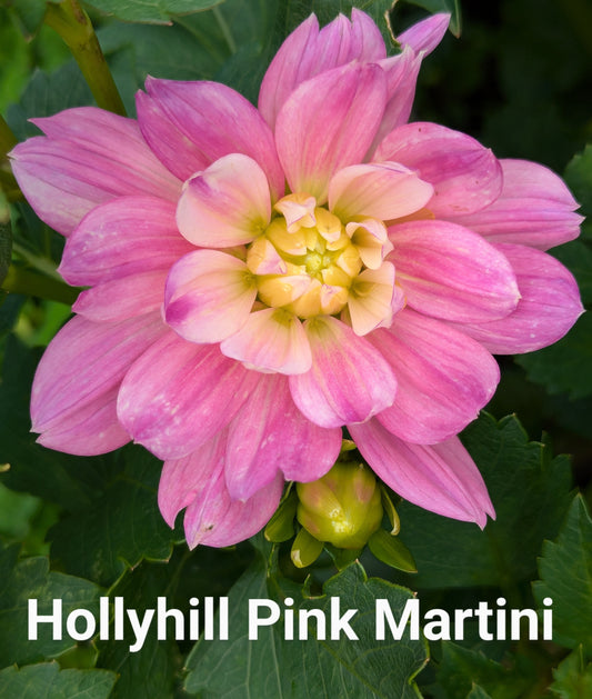 Hollyhill Pink Martini dahlia tuber