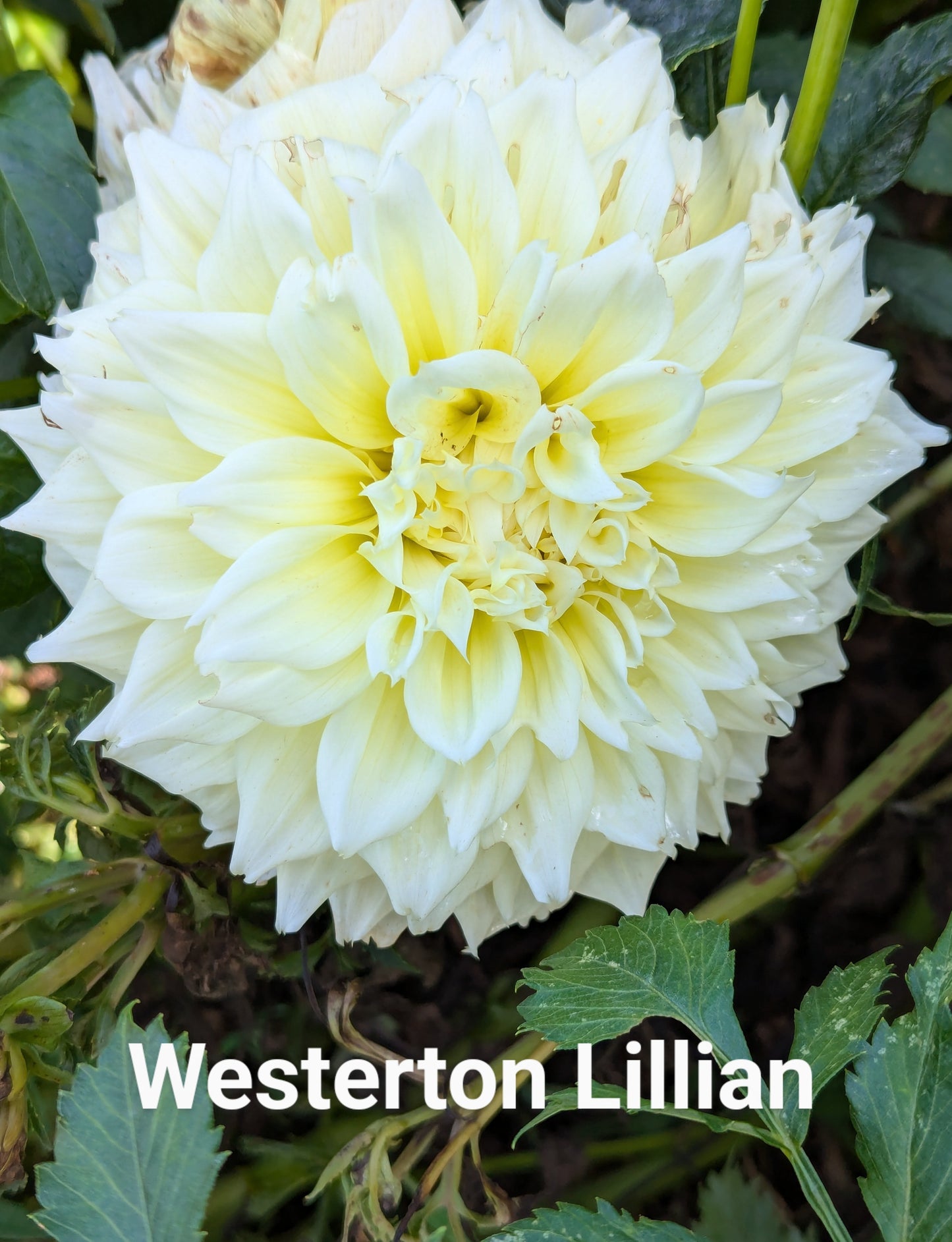 Westerton Lillian dahlia tuber