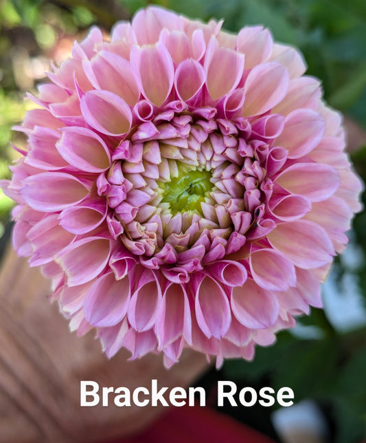 Bracken Rose dahlia tuber