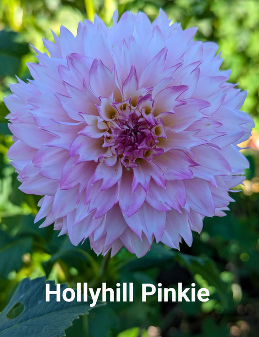 Hollyhill Pinkie dahlia tuber