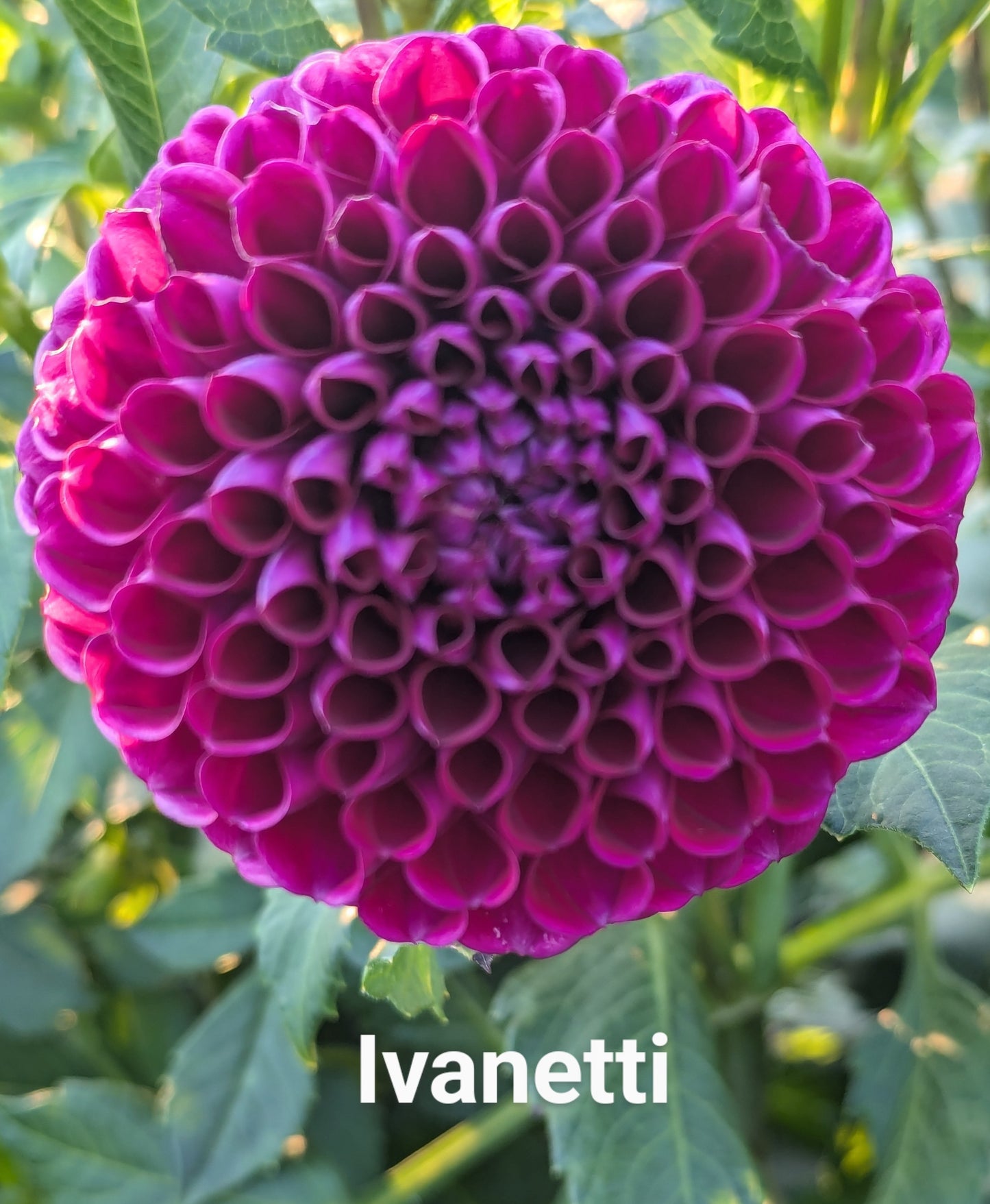 Ivanetti dahlia tuber