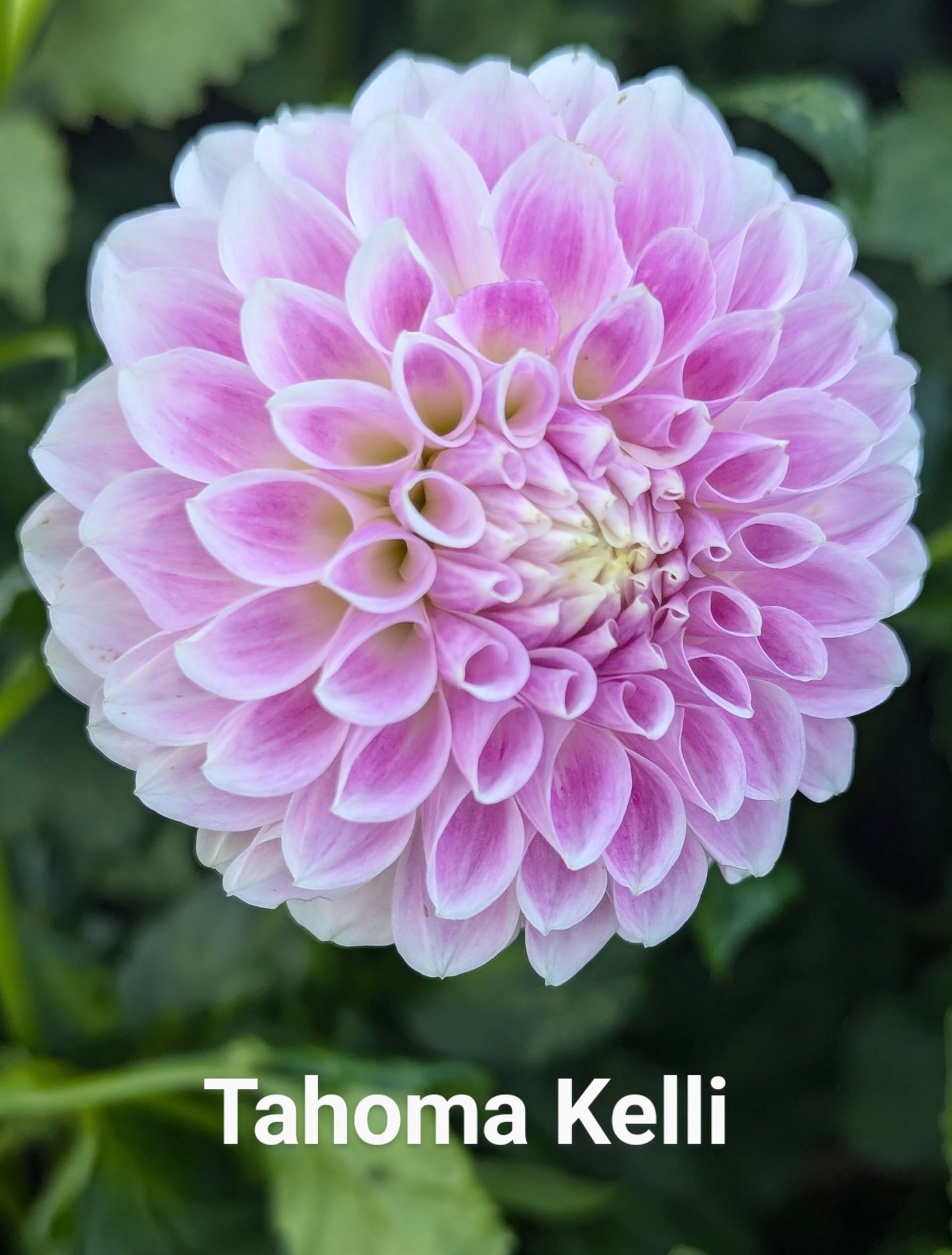 Tahoma Kelli dahlia tuber