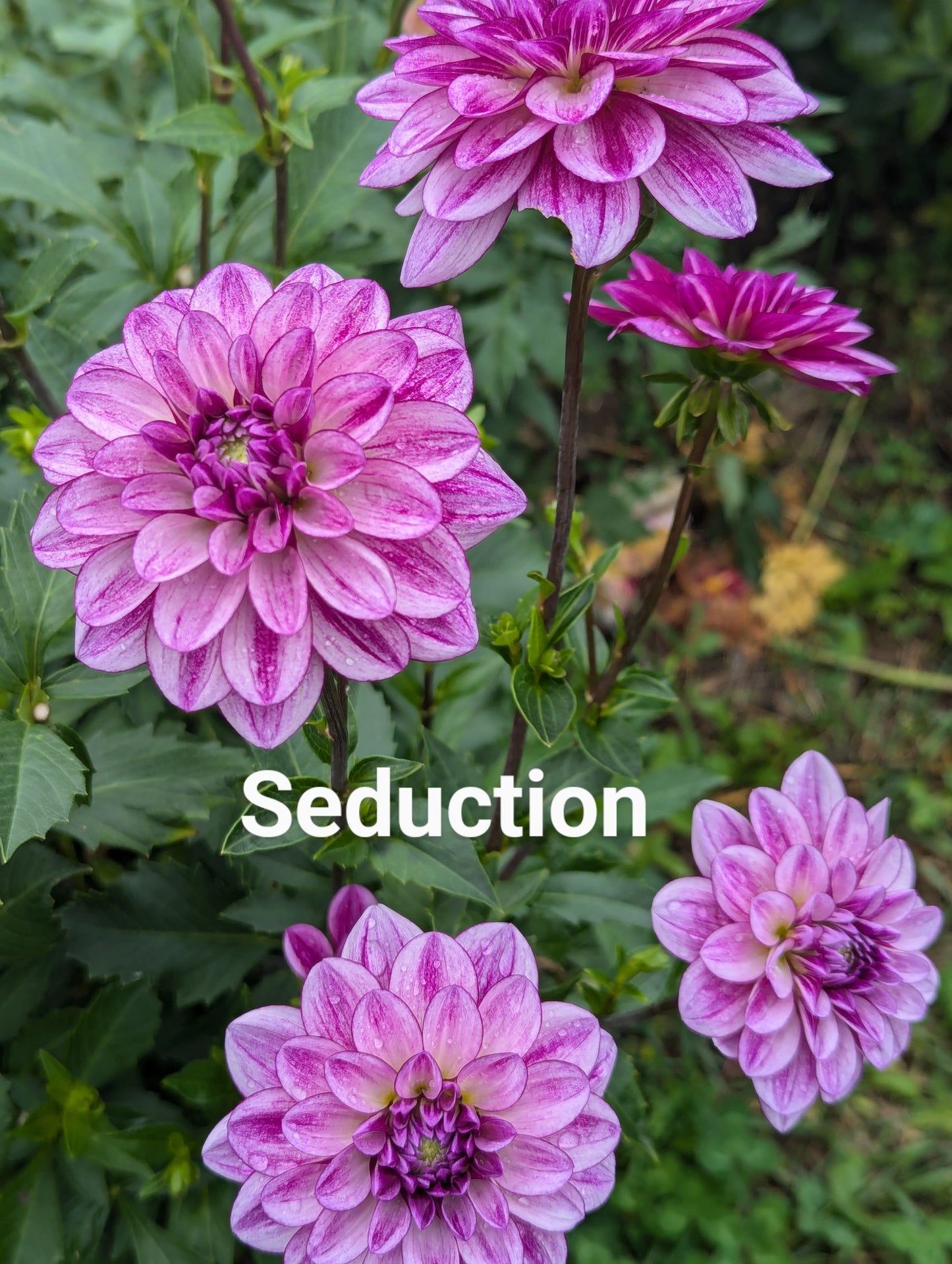 Seduction dahlia tuber