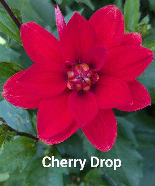 Cherry Drop dahlia tuber