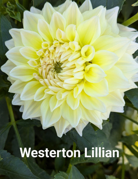 Westerton Lillian dahlia tuber