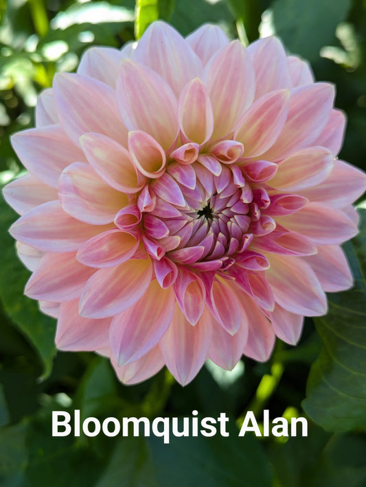 Bloomquist Alan dahlia tuber