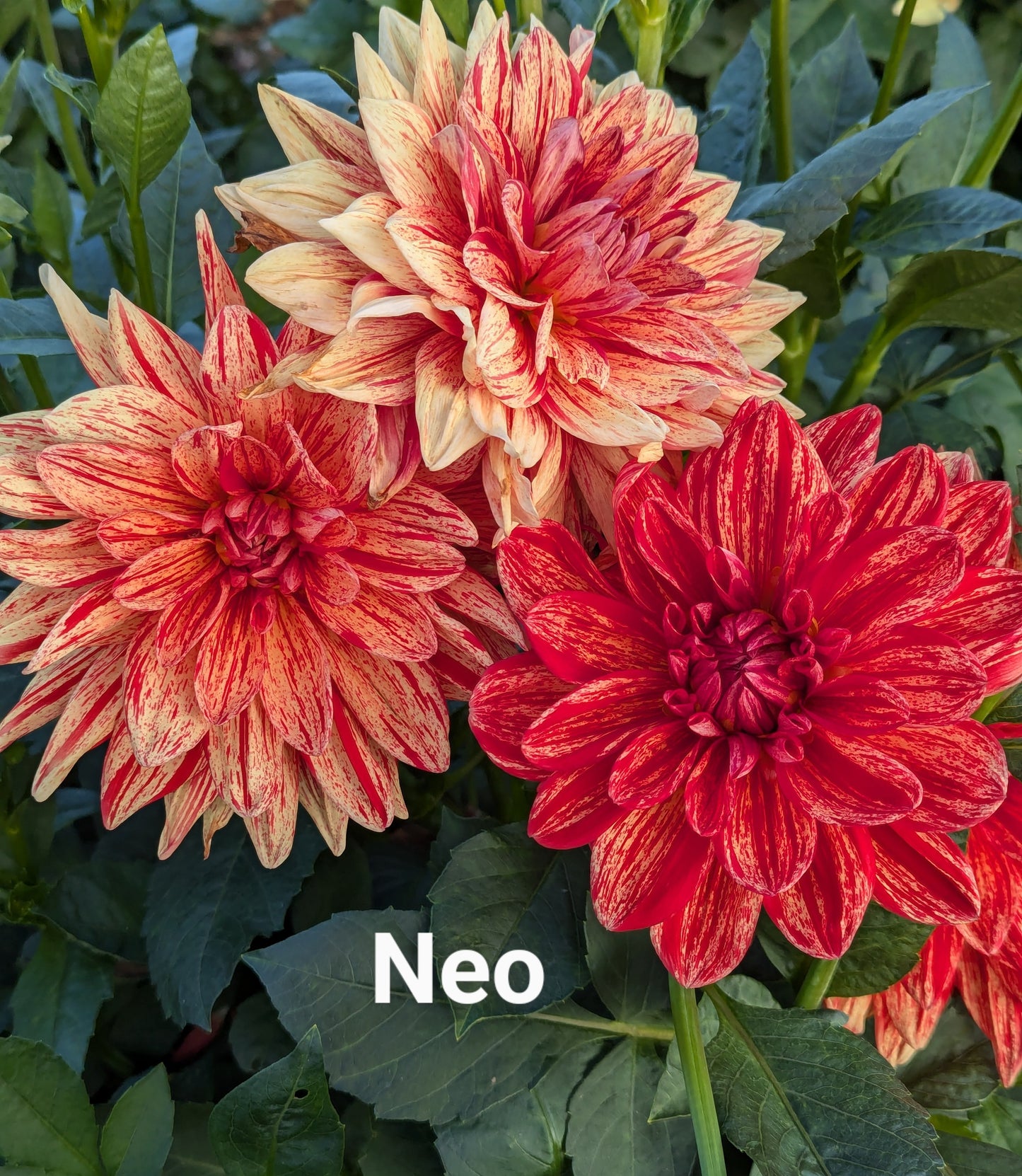 Neo dahlia tuber