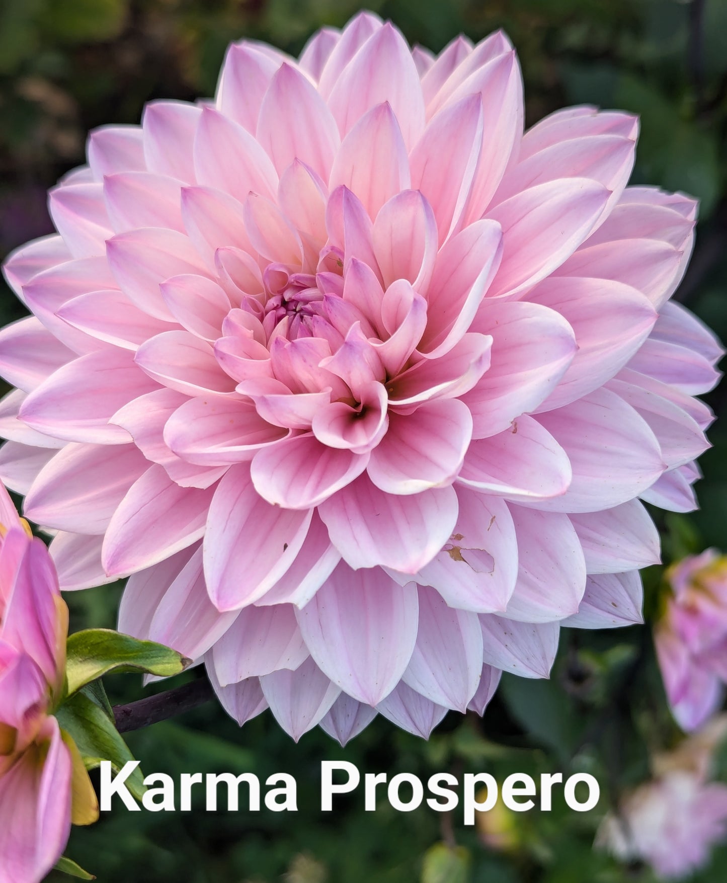 Karma Prospero dahlia tuber