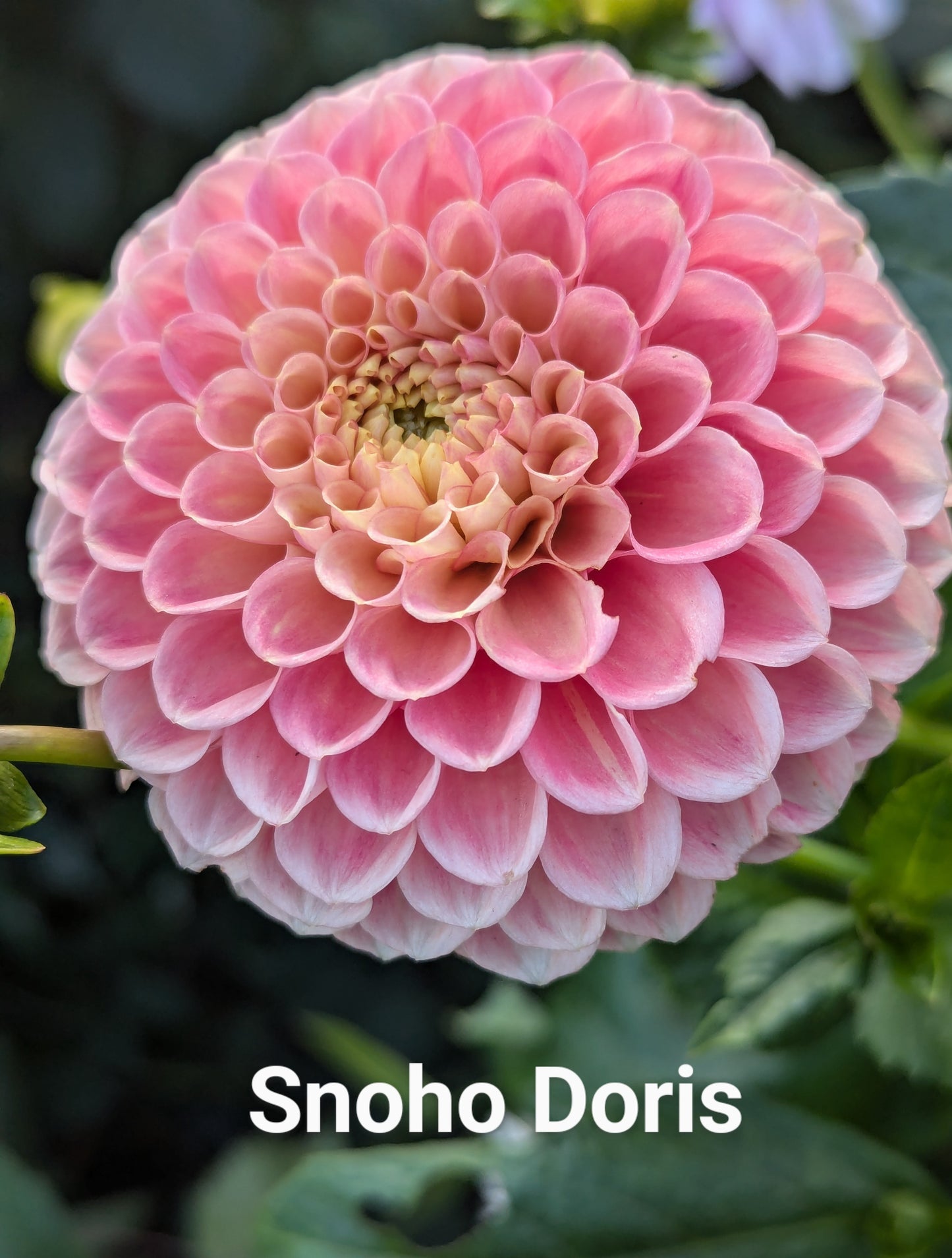 Snoho Doris dahlia tuber