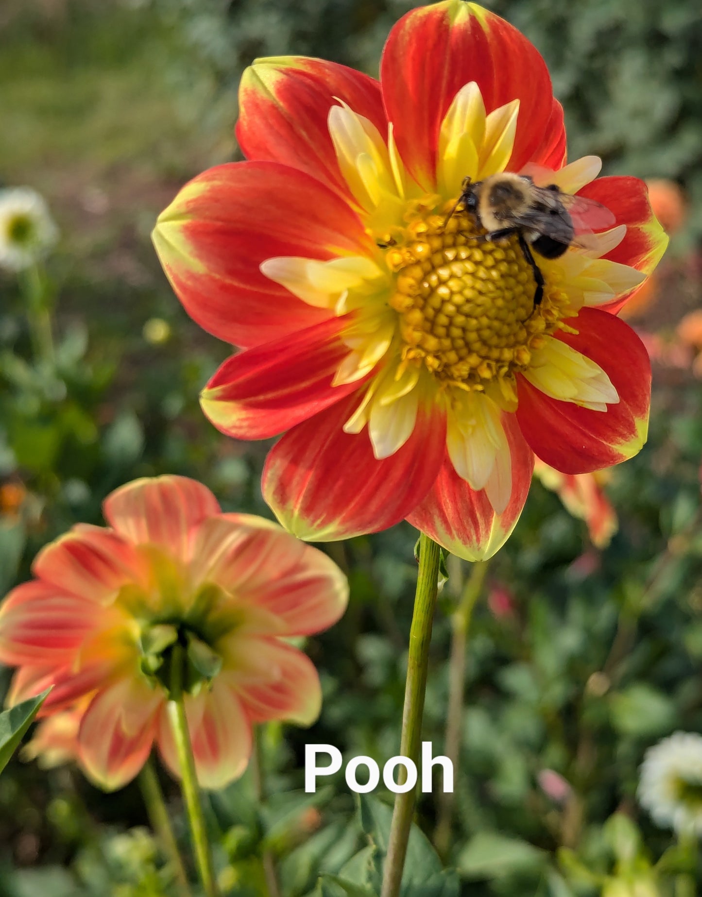 Pooh dahlia tuber