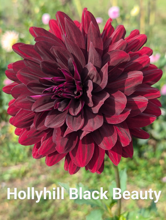 Hollyhill Black Beauty dahlia tuber