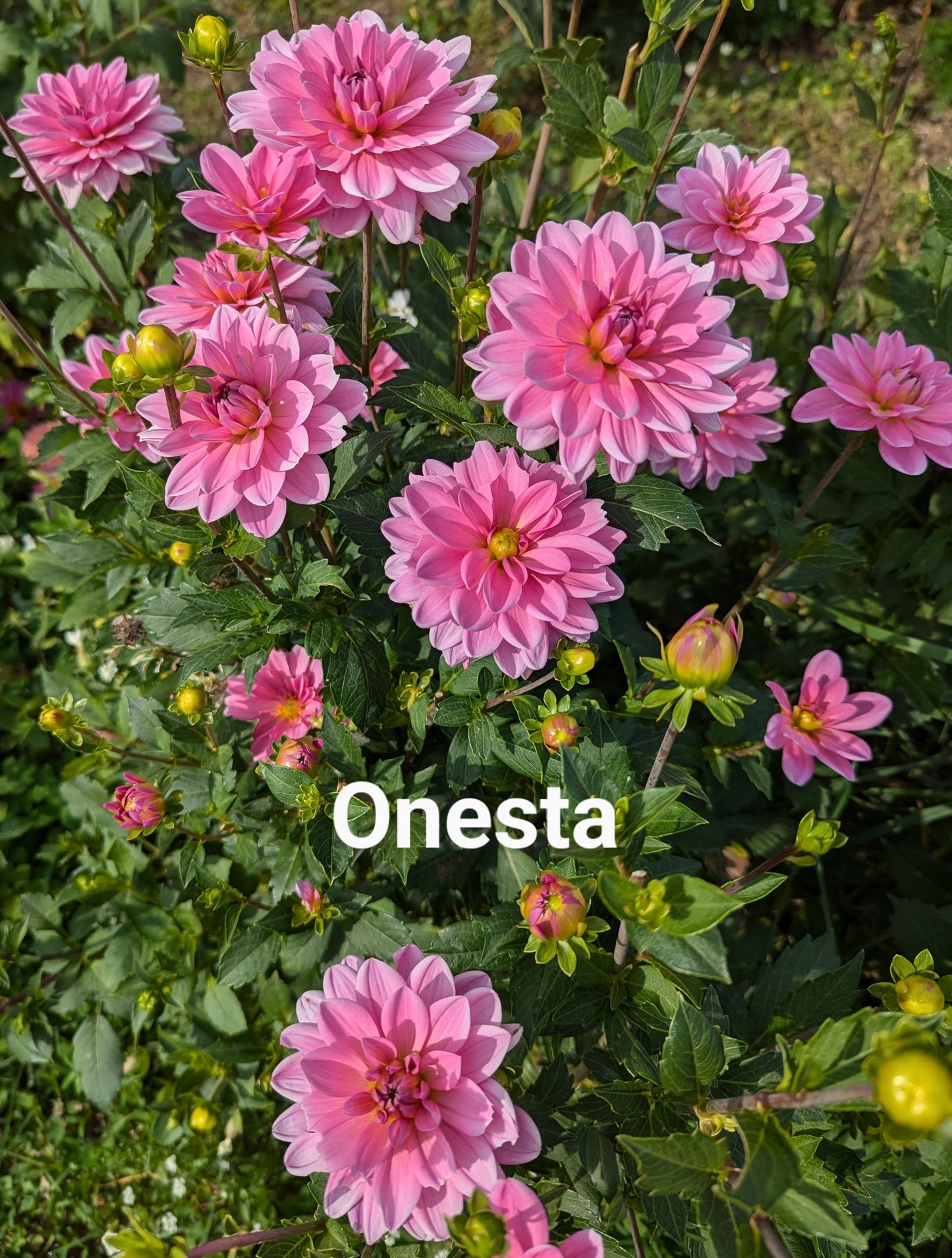 Onesta dahlia tuber