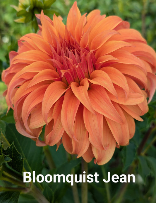 Bloomquist Jean dahlia tuber