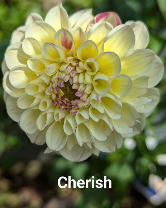 Cherish dahlia tuber