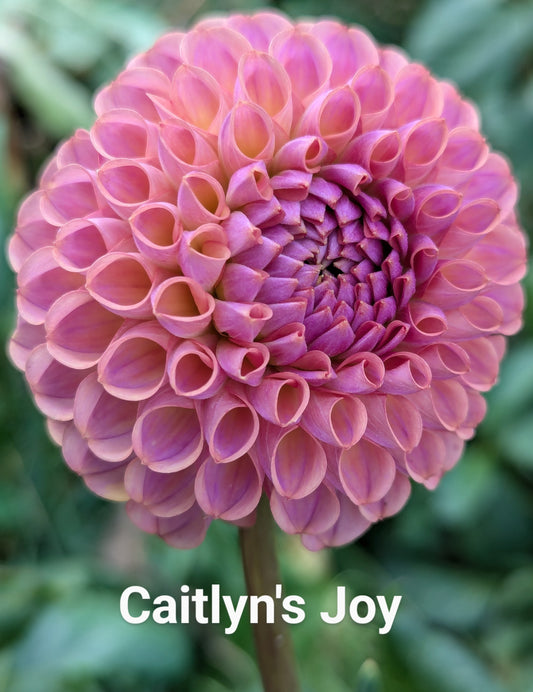 Caitlyn's Joy dahlia tuber