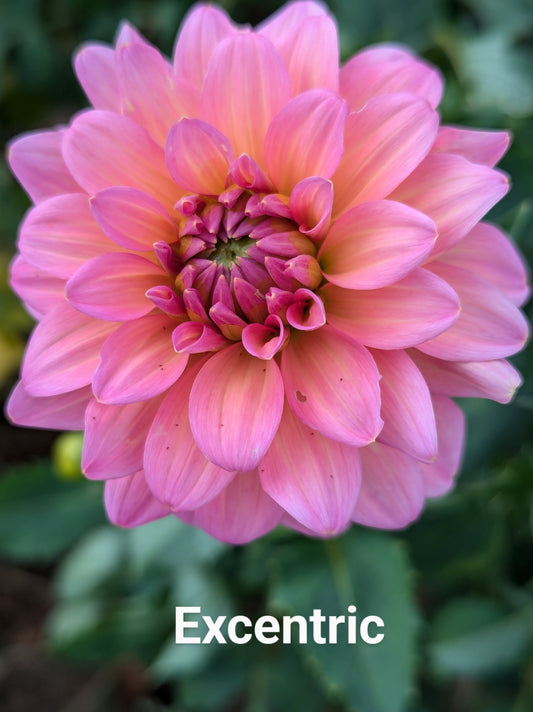 Excentric dahlia tuber