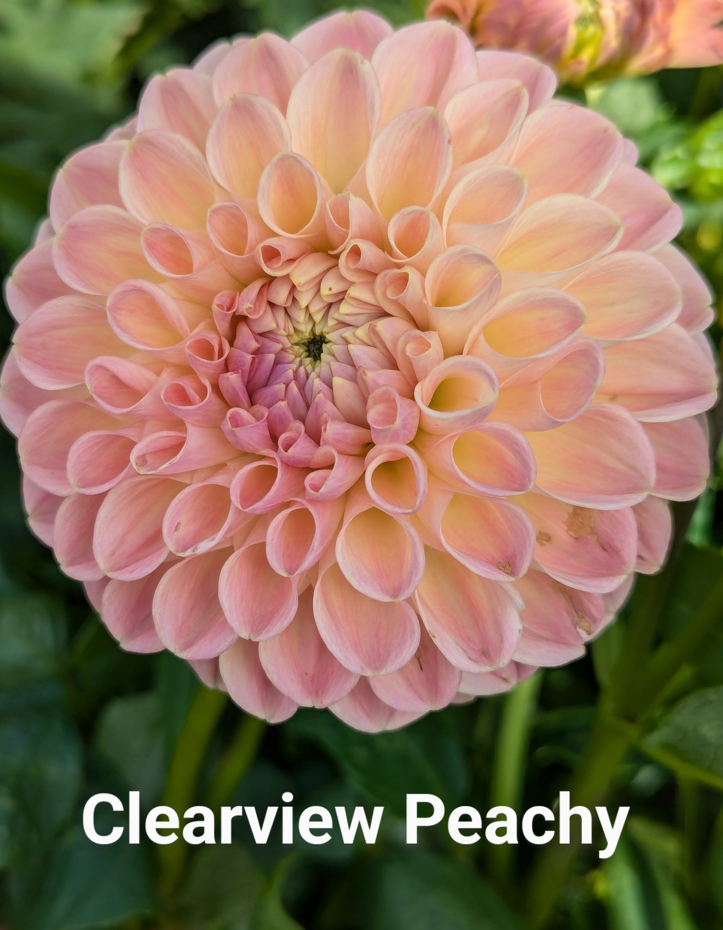 Clearview Peachy dahlia tuber