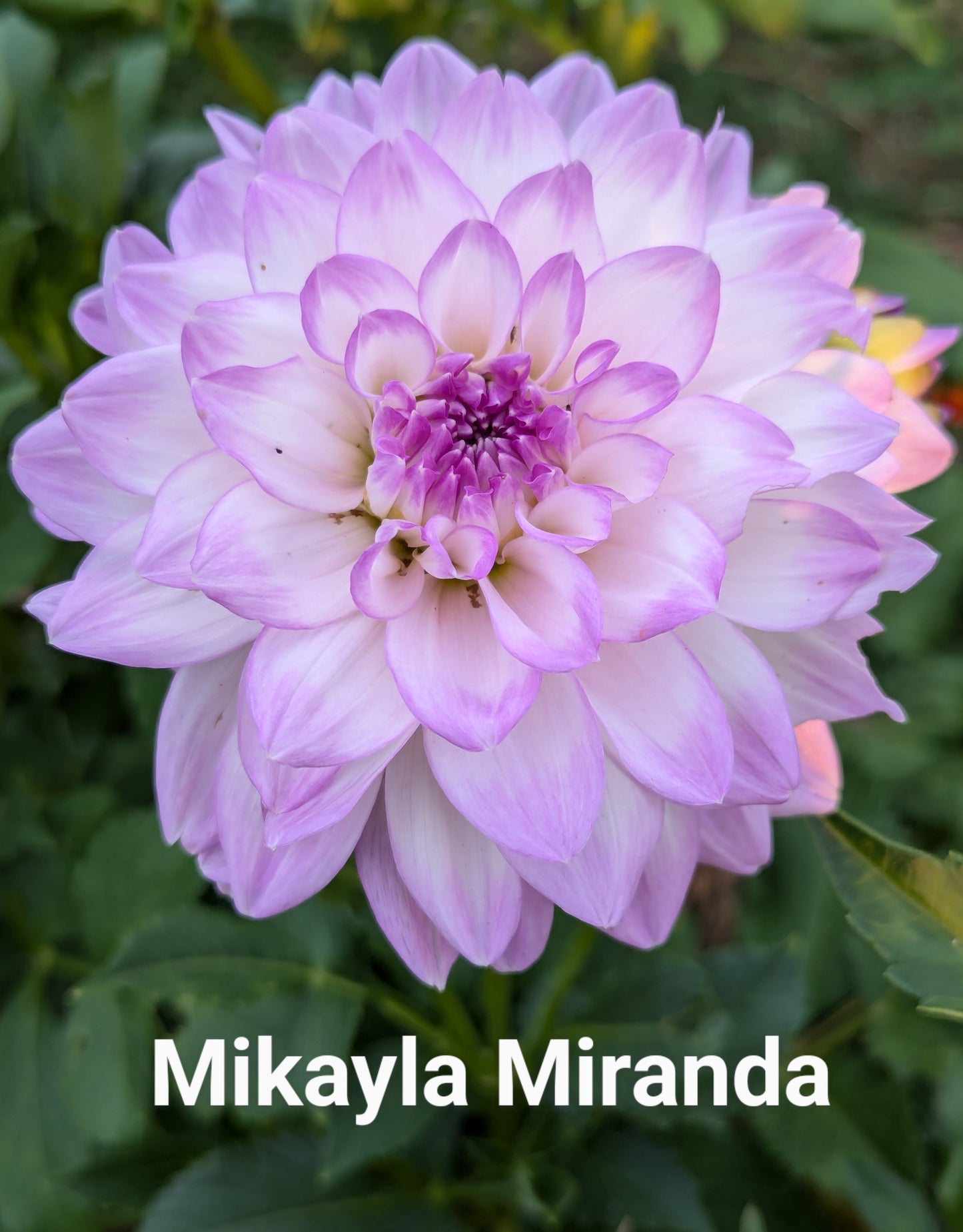 Mikayla Miranda dahlia tuber