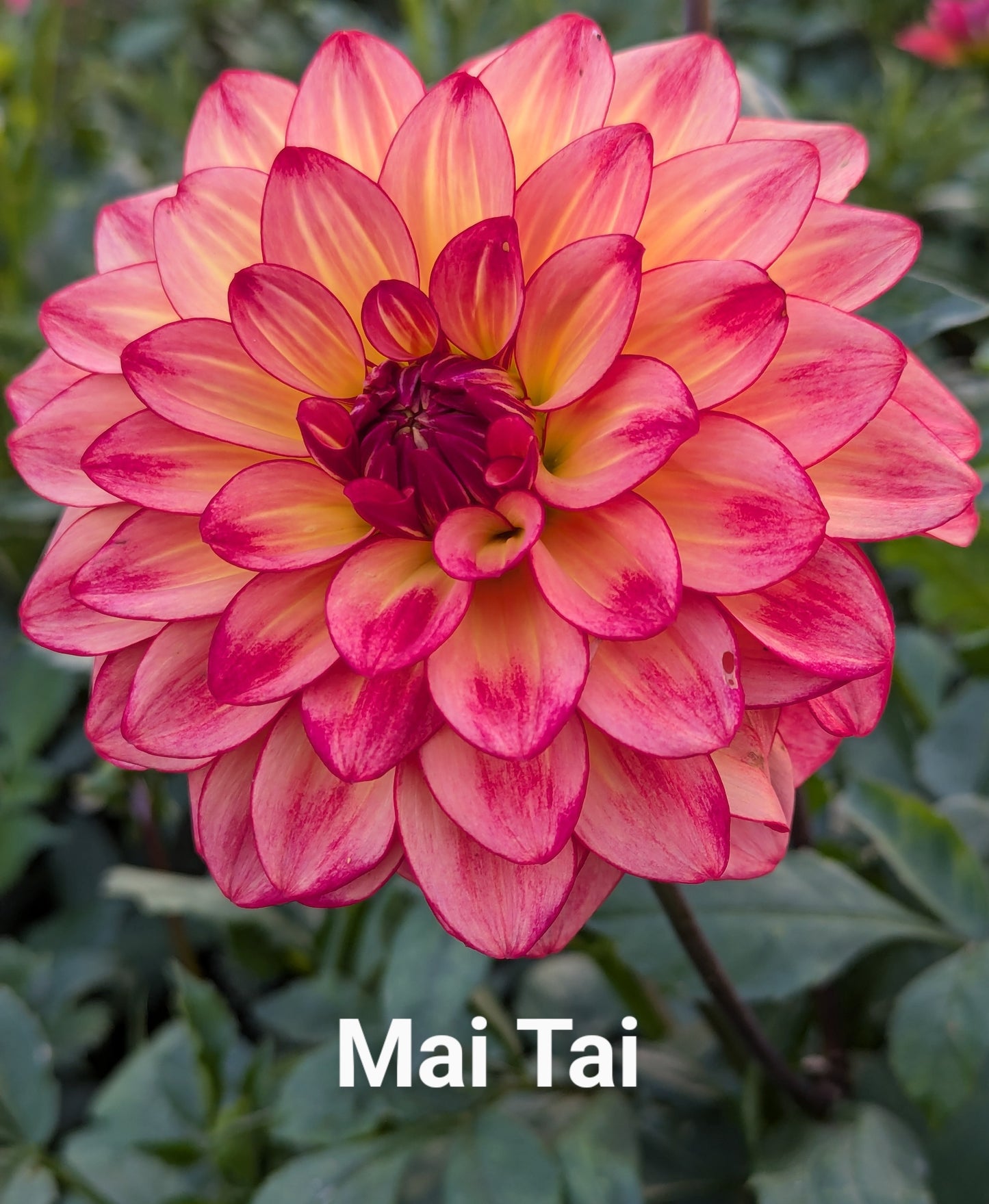 Mai Tai dahlia tuber