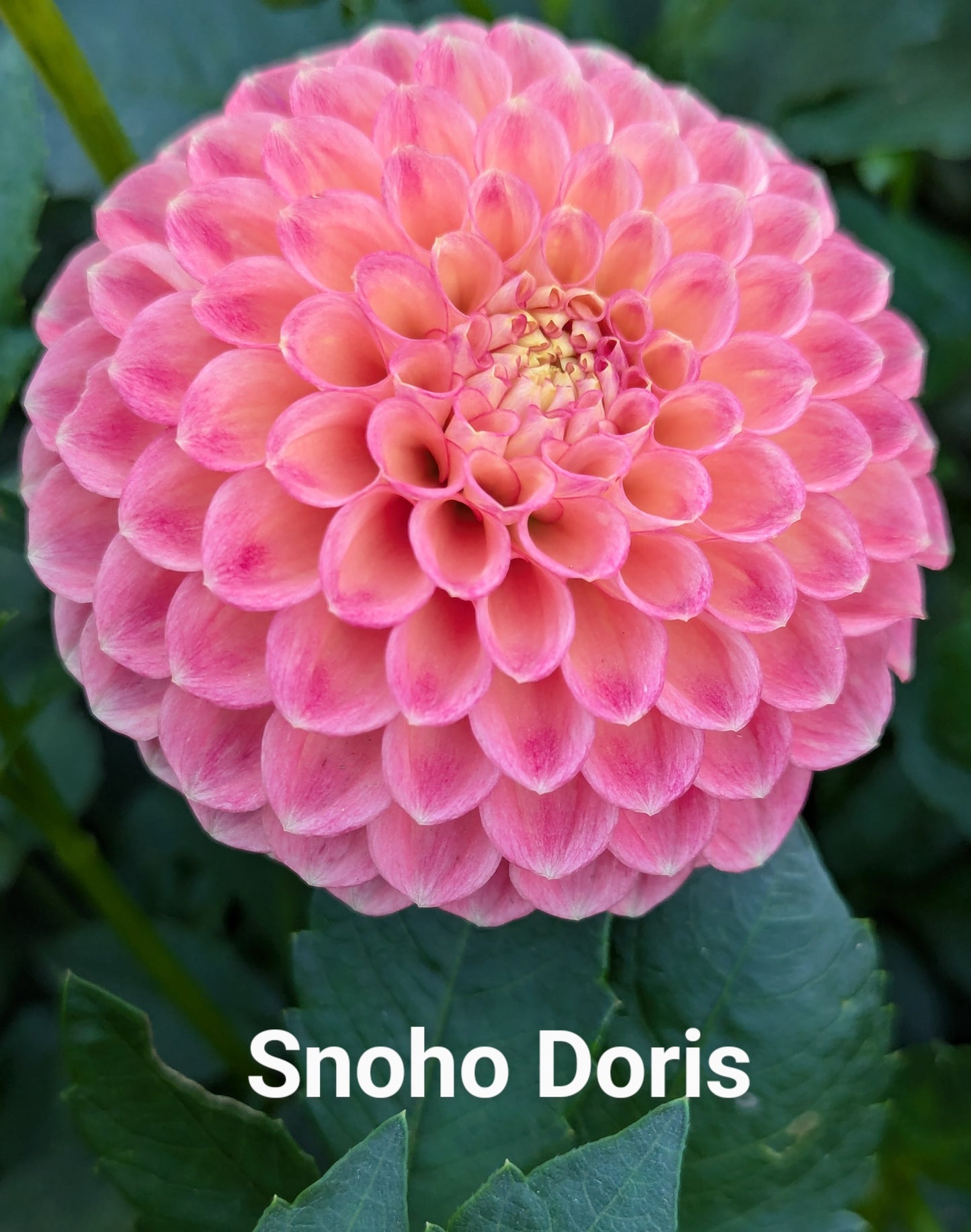 Snoho Doris dahlia tuber