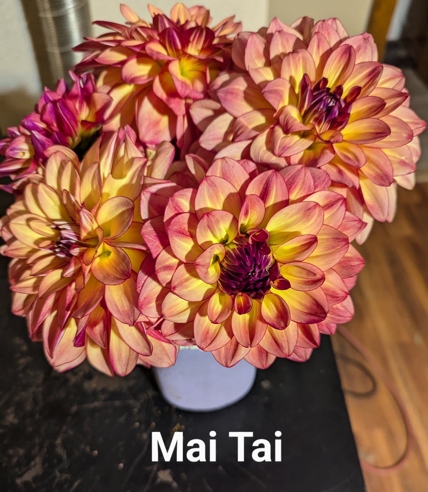 Mai Tai dahlia tuber