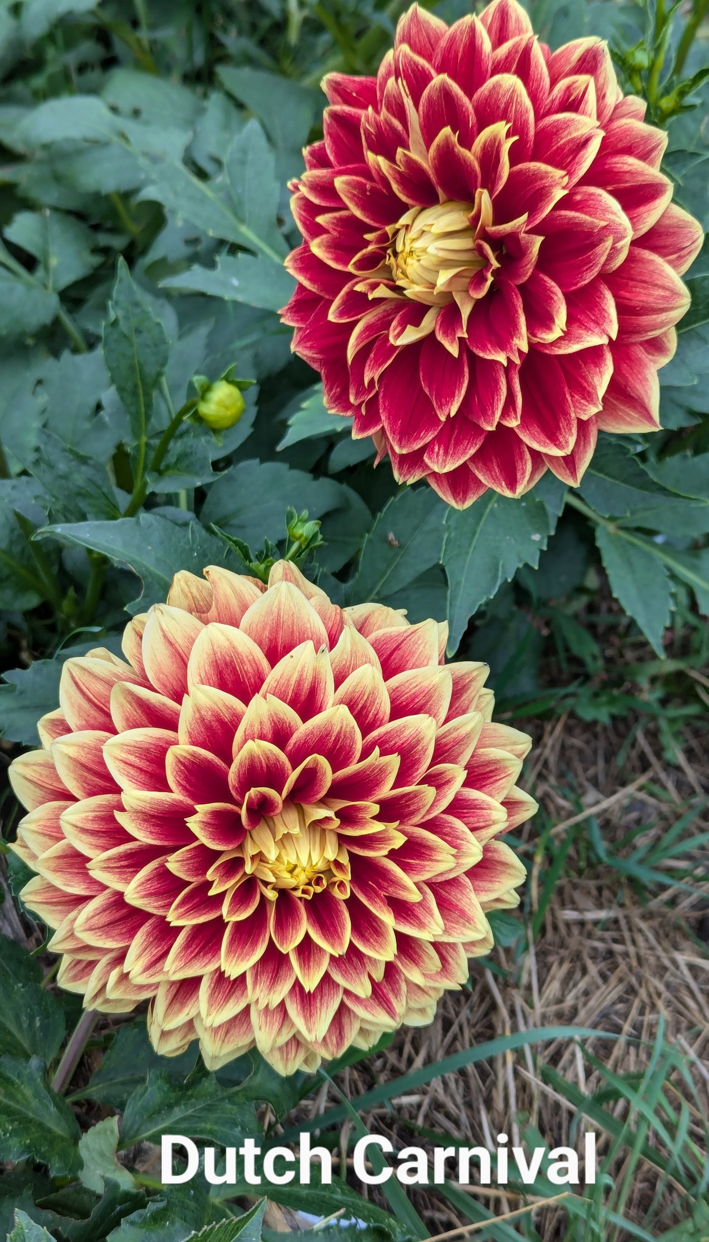 Dutch Carnival dahlia tuber