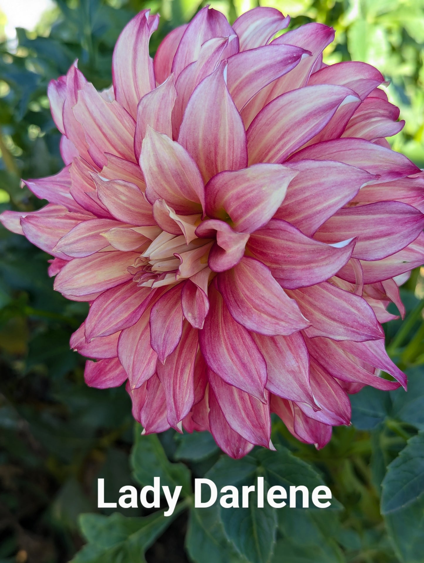 Lady Darlene dahlia tuber