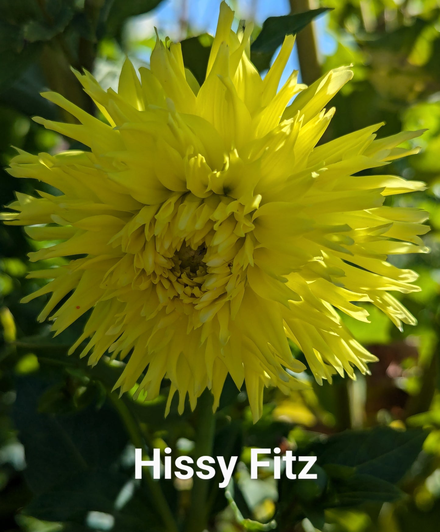 Hissy Fitz dahlia tuber