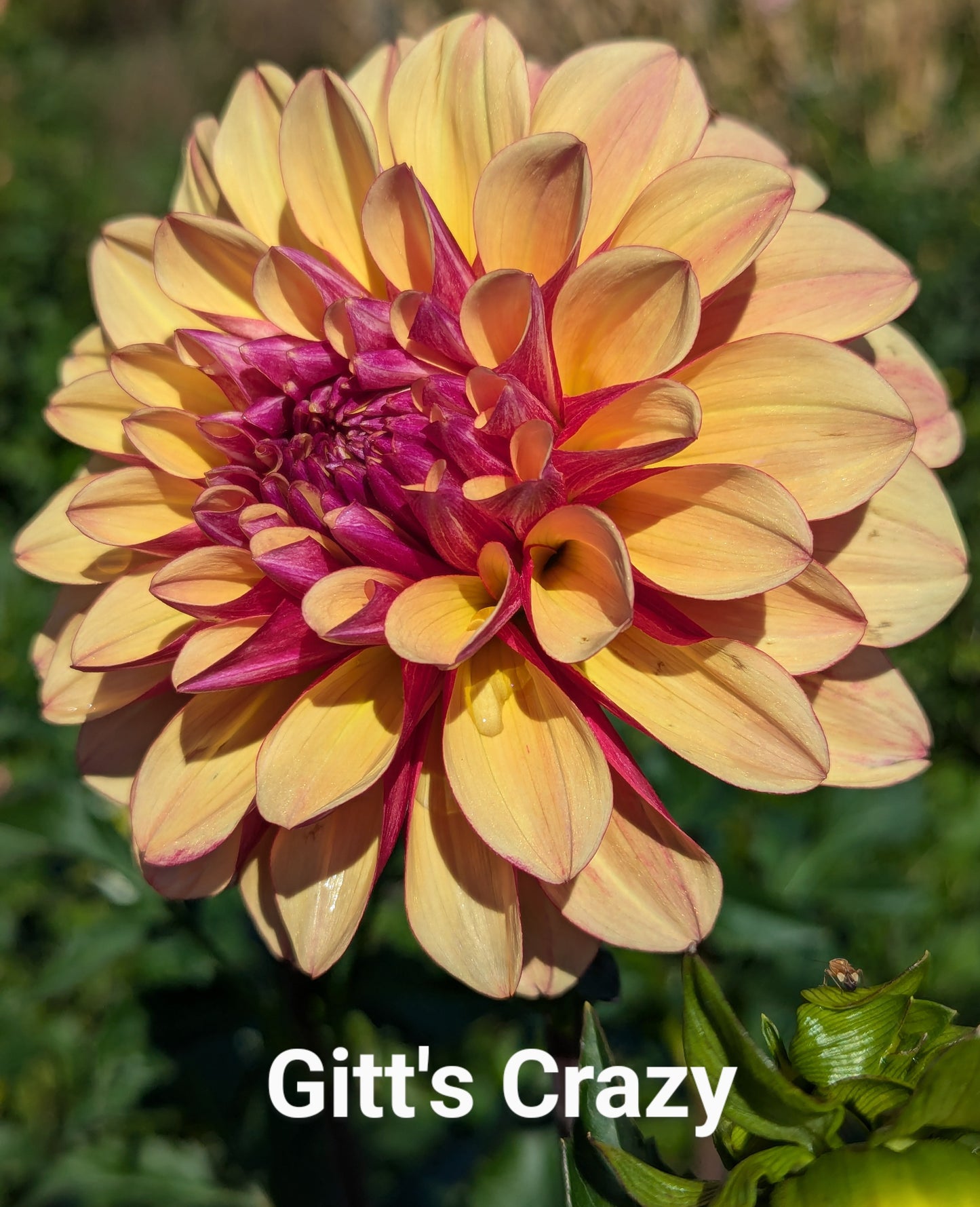 Gitts Crazy dahlia tuber