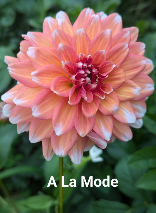 A La Mode dahlia tuber