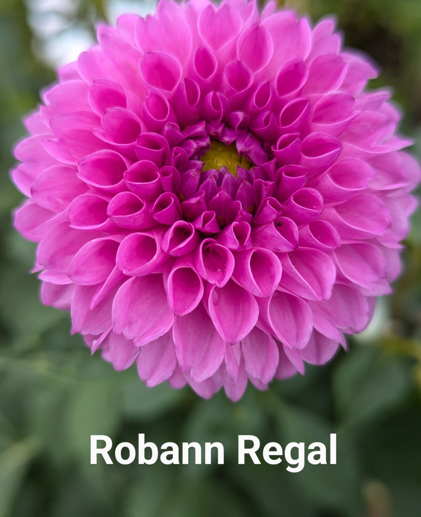 Robann Regal dahlia tuber