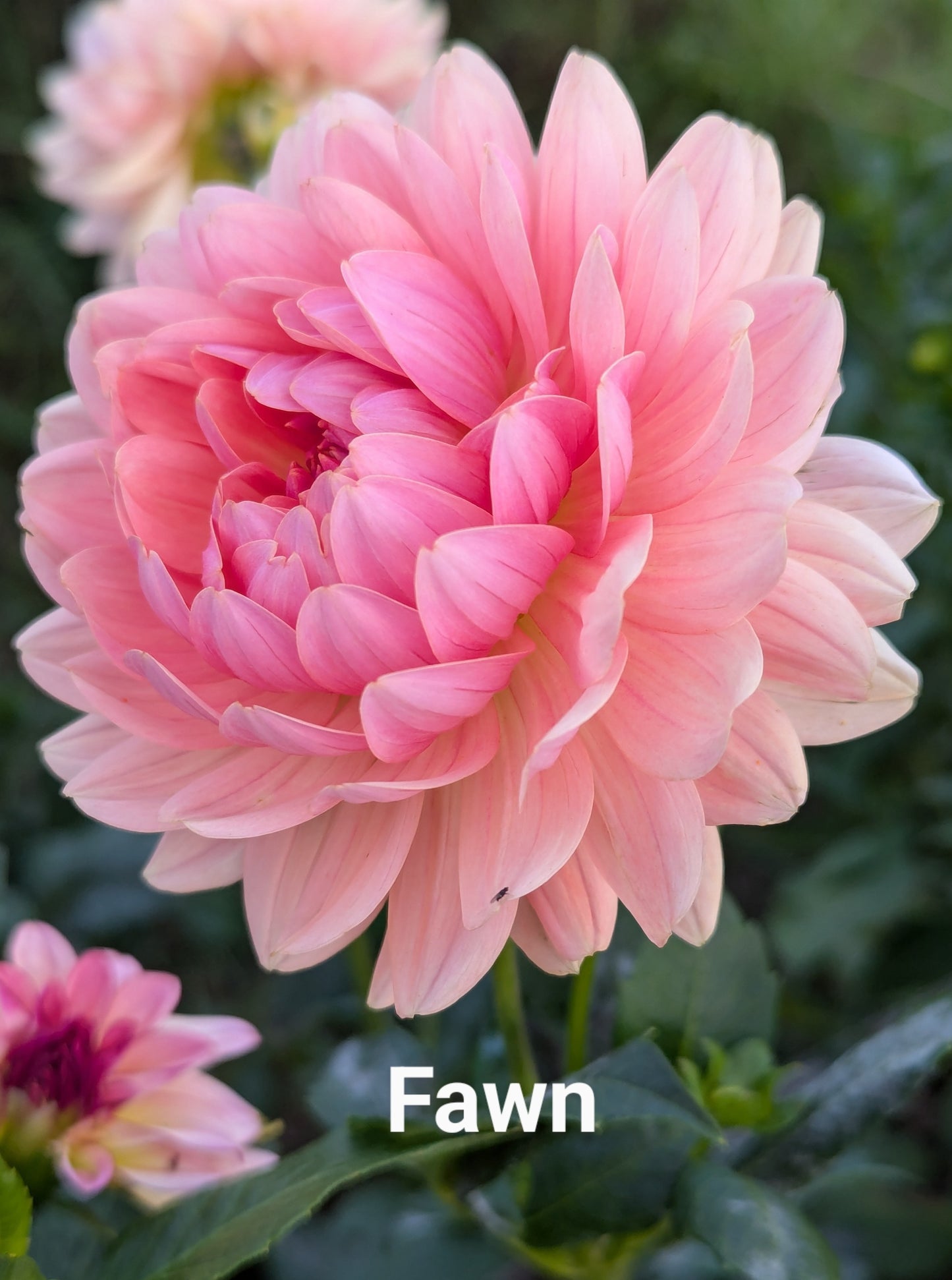 Fawn dahlia tuber