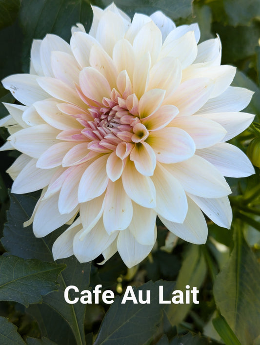 Cafe Au Lait dahlia tuber